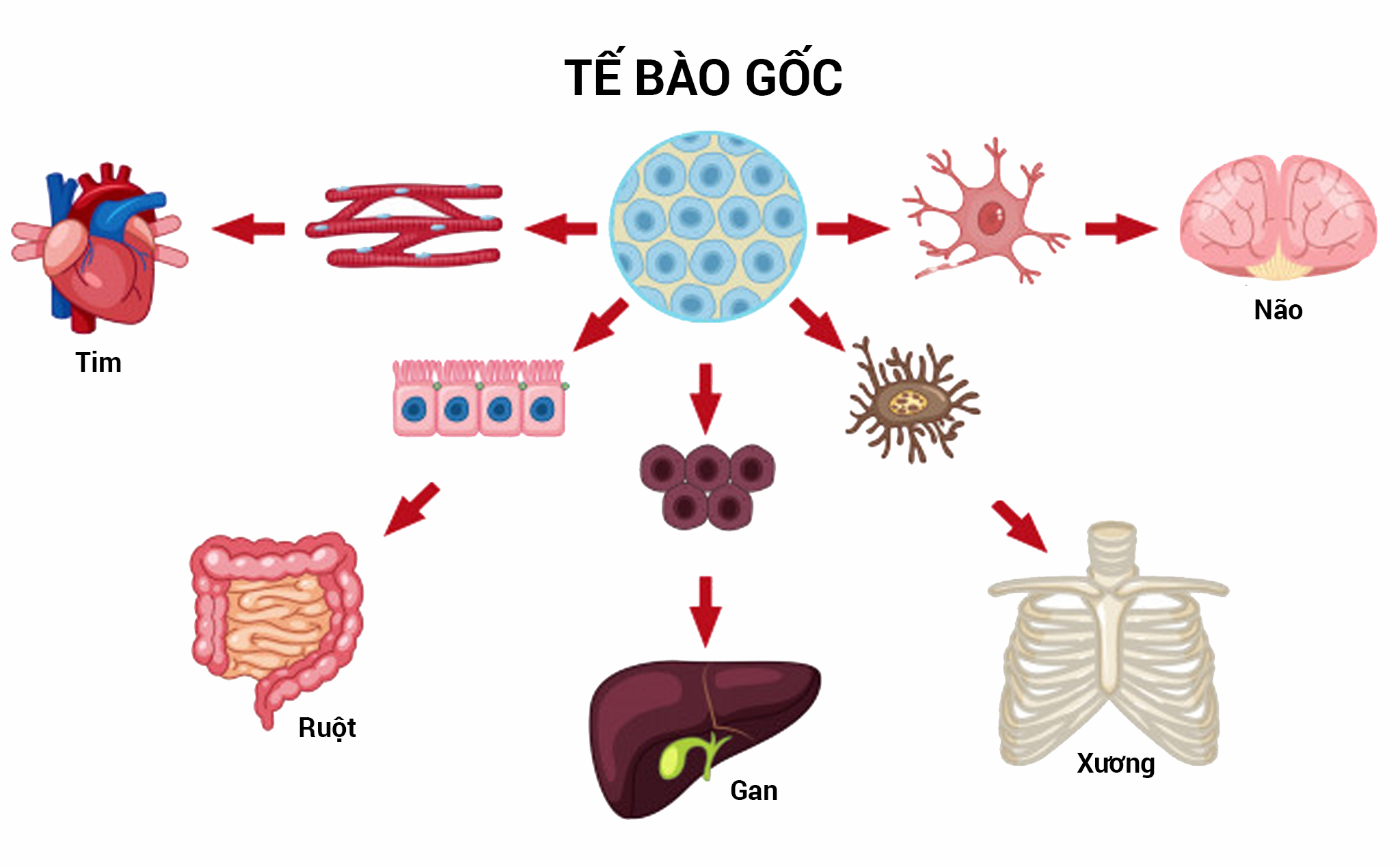 Ứng dụng tế bào gốc điều trị đột quỵ: Bước tiến của Y học hiện đại
