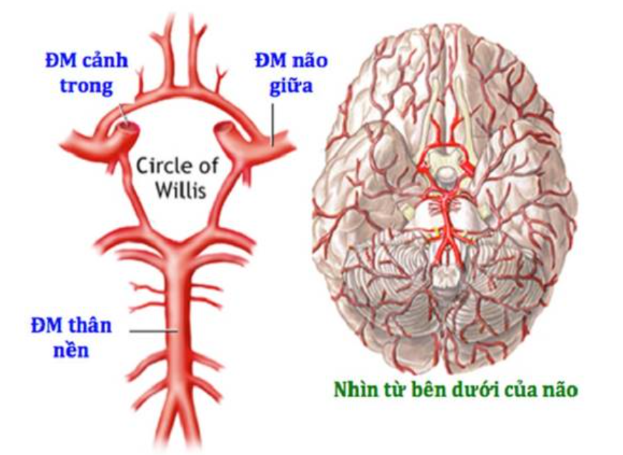 Đột quỵ động mạch não giữa: Tất tần tật những điều cần biết